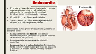 - El endocardio es la túnica interna del corazón,
una membrana interna delgada lisa y
adherente de revestimiento, recubre
localmente las cavidades del corazón.
- Constituido por células endoteliales
- Se encuentra recubierta con tejido epitelial
simple, son células planas y finas
El endocardio es más grueso en las aurículas y presenta las
siguientes capas:
• La capa interna o endotelial: con células
endoteliales planas (recubren las paredes internas
de los vasos sanguíneos).
• La capa media o subendotelial: de tejido
conjuntivo
• La capa externa o subendocárdica: formada por
tejido conjuntivo (compuesto por fibras de colágeno
y elásticas). Contiene nervios, venas y fibras de
Purkinje
Endocardio:
 