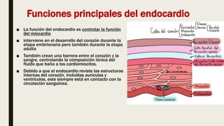 Funciones principales del endocardio
■ La función del endocardio es controlar la función
del miocardio
■ interviene en el desarrollo del corazón durante la
etapa embrionaria pero también durante la etapa
adulta
■ También crean una barrera entre el corazón y la
sangre, controlando la composición iónica del
fluido que baña a los cardiomiocitos.
■ Debido a que el endocardio reviste las estructuras
internas del corazón, incluidas aurículas y
ventrículos, este siempre está en contacto con la
circulación sanguínea.
 