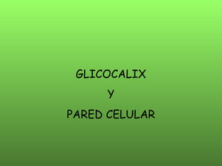 GLICOCALIX Y PARED CELULAR 