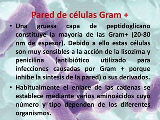 Pared de células Gram +
• Una gruesa capa de peptidoglicano
  constituye la mayoría de las Gram+ (20-80
  nm de espesor). Debido a ello estas células
  son muy sensibles a la acción de la lisozima y
  penicilina     (antibiótico    utilizado    para
  infecciones causadas por Gram + porque
  inhibe la síntesis de la pared) o sus derivados.
• Habitualmente el enlace de las cadenas se
  establece mediante varios aminoácidos cuyo
  número y tipo dependen de los diferentes
  organismos.
 