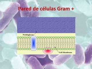 Pared de células Gram +
 