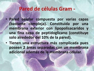 Pared de células Gram -
• Pared celular compuesta por varias capas
  (bastante compleja). Constituida por una
  membrana exterior con lipopolisacaridos y
  una fina capa de peptidoglicano (constituye
  solo alrededor del 10% de la pared).
• Tienen una estructura más complicada pues
  poseen 2 áreas separadas con un membrana
  adicional además de la membrana celular.
 