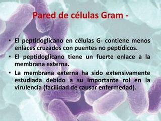 Pared de células Gram -

• El peptidoglicano en células G- contiene menos
  enlaces cruzados con puentes no peptídicos.
• El peptidoglicano tiene un fuerte enlace a la
  membrana externa.
• La membrana externa ha sido extensivamente
  estudiada debido a su importante rol en la
  virulencia (facilidad de causar enfermedad).
 
