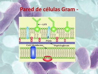 Pared de células Gram -
 