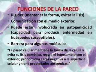 FUNCIONES DE LA PARED
• Rigidez (mantener la forma, evitar la lisis).
• Comunicación con el medio exterior.
• Puede estar involucrada en patogenicidad
  (capacidad para producir enfermedad en
  huéspedes susceptibles).
• Barrera para algunas moléculas.
“La pared celular mantiene la forma de la célula y
evita su lisis osmótica, regula el intercambio con el
exterior, proporciona carga negativa a la superficie
celular y tiene propiedades antigénicas.”
 
