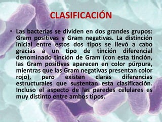CLASIFICACIÓN
• Las bacterias se dividen en dos grandes grupos:
  Gram positivas y Gram negativas. La distinción
  inicial entre estos dos tipos se llevó a cabo
  gracias a un tipo de tinción diferencial
  denominado tinción de Gram (con esta tinción,
  las Gram positivas aparecen en color púrpura,
  mientras que las Gram negativas presentan color
  rojo),    pero    existen   claras   diferencias
  estructurales que sustentan esta clasificación.
  Incluso el aspecto de las paredes celulares es
  muy distinto entre ambos tipos.
 