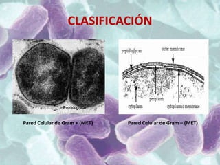 CLASIFICACIÓN




Pared Celular de Gram + (MET)   Pared Celular de Gram – (MET)
 