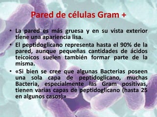 Pared de células Gram +
• La pared es más gruesa y en su vista exterior
  tiene una apariencia lisa.
• El peptidoglicano representa hasta el 90% de la
  pared, aunque pequeñas cantidades de ácidos
  teicoicos suelen también formar parte de la
  misma.
• «Si bien se cree que algunas Bacterias poseen
  una sola capa de peptidoglicano, muchas
  Bacteria, especialmente las Gram positivas,
  tienen varias capas de peptidoglicano (hasta 25
  en algunos casos)»
 