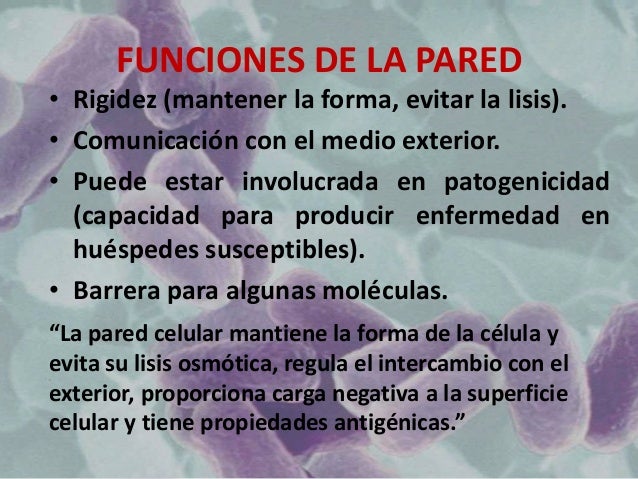 Pared celular