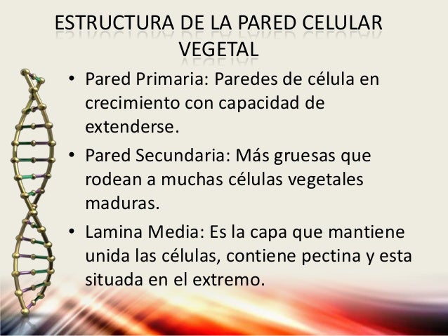 Pared Celular Y Pared Fungica