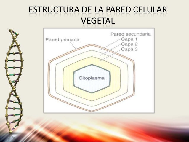 Pared Celular Y Pared Fungica