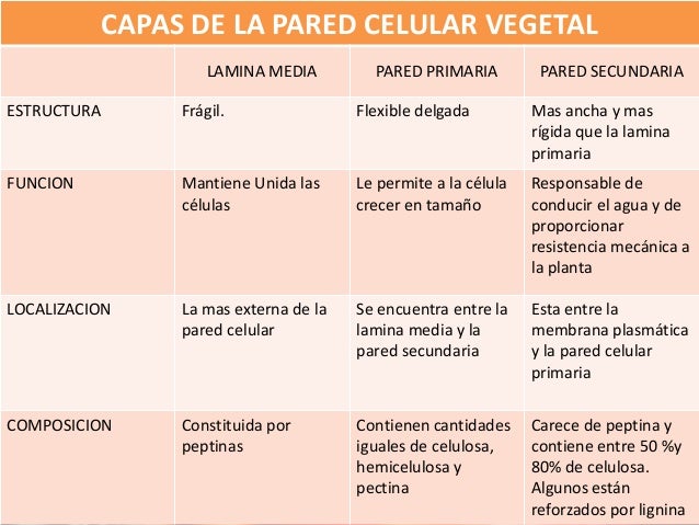 Pared celular y Pared Fungica