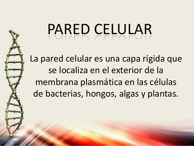 Pared celular y Pared Fungica