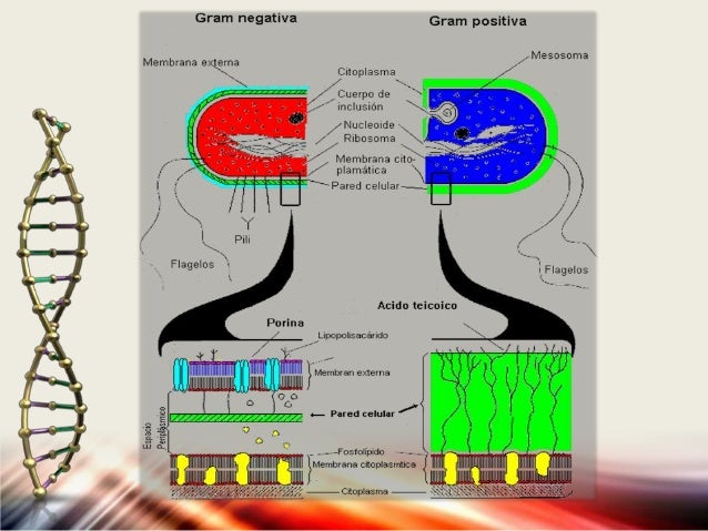Pared Celular Y Pared Fungica