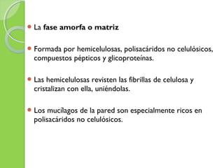 La fase amorfa o matriz
Formada por hemicelulosas, polisacáridos no celulósicos,
compuestos pépticos y glicoproteínas.
Las hemicelulosas revisten las fibrillas de celulosa y
cristalizan con ella, uniéndolas.
Los mucílagos de la pared son especialmente ricos en
polisacáridos no celulósicos.
 