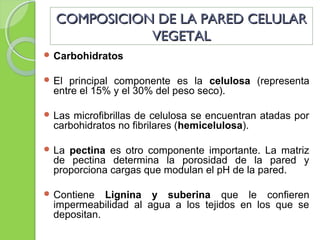 COMPOSICION DE LA PARED CELULARCOMPOSICION DE LA PARED CELULAR
VEGETALVEGETAL
 Carbohidratos
 El principal componente es la celulosa (representa
entre el 15% y el 30% del peso seco).
 Las microfibrillas de celulosa se encuentran atadas por
carbohidratos no fibrilares (hemicelulosa).
 La pectina es otro componente importante. La matriz
de pectina determina la porosidad de la pared y
proporciona cargas que modulan el pH de la pared.
 Contiene Lignina y suberina que le confieren
impermeabilidad al agua a los tejidos en los que se
depositan.
 