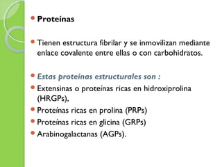 Proteínas
Tienen estructura fibrilar y se inmovilizan mediante
enlace covalente entre ellas o con carbohidratos.
Estas proteínas estructurales son :
Extensinas o proteínas ricas en hidroxiprolina
(HRGPs),
Proteínas ricas en prolina (PRPs)
Proteínas ricas en glicina (GRPs)
Arabinogalactanas (AGPs).
 