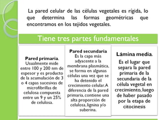 La pared celular de las células vegetales es rígida, lo
que determina las formas geométricas que
encontramos en los tejidos vegetales.
 
