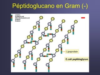 Péptidoglucano en Gram (-)