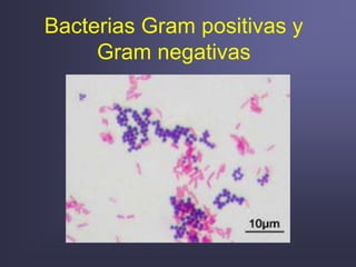 Bacterias Gram positivas y
Gram negativas
