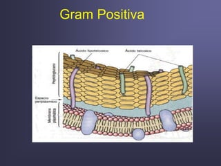 Gram Positiva