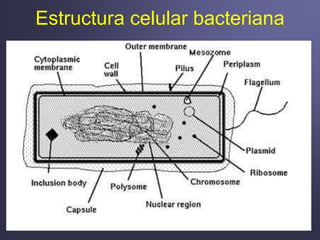 Estructura celular bacteriana
