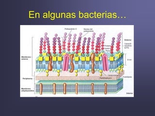 En algunas bacterias…