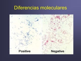 Diferencias moleculares