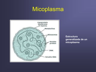 Micoplasma
Estructura
generalizada de un
micoplasma