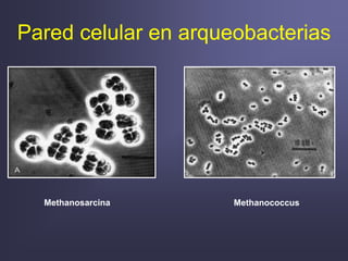 Pared celular en arqueobacterias
Methanosarcina Methanococcus