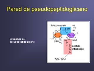 Pared de pseudopeptidoglicano
Estructura del
pseudopeptidoglicano