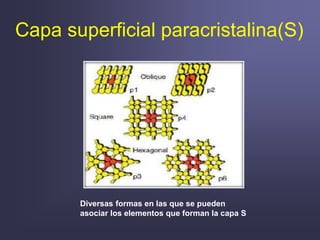 Capa superficial paracristalina(S)
Diversas formas en las que se pueden
asociar los elementos que forman la capa S