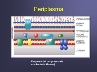 Periplasma
Esquema del periplasma de
una bacteria Gram(-)