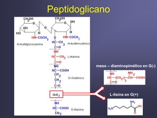 Peptidoglicano
𝒂𝒂 𝟑 L-lisina en G(+)
meso – diaminopimélico en G(-)
