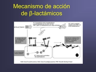 Mecanismo de acción
de β-lactámicos