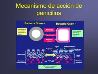 Mecanismo de acción de
penicilina