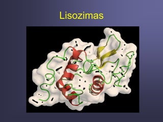 Lisozimas
