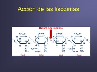 Acción de las lisozimas