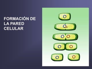 FORMACIÓN DE
LA PARED
CELULAR