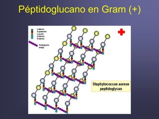 Péptidoglucano en Gram (+)