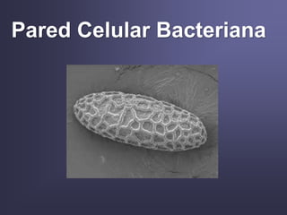 Pared Celular Bacteriana
 