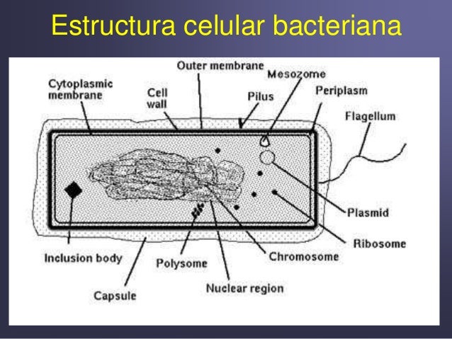 Pared Celular Bacteriana