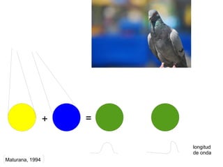 +   =

                         longitud
                         de onda
Maturana, 1994
 
