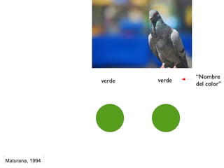“Nombre
                 verde   verde
                                 del color”




Maturana, 1994
 