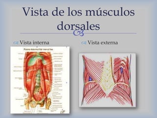 Vista de los músculos
dorsales

 Vista interna

 Vista externa

 