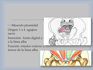 
 Musculo piramidal
Origen: 1 a 4 agujero
sacro
Inserción: fosita digital y
a la línea alba
Función: rotador externo y
tensor de la línea alba

 