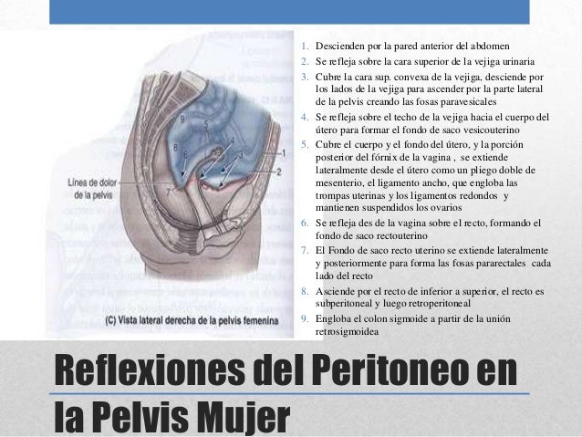 Cavidad Pélvica Paredes y suelo de la cavidad pélvica.