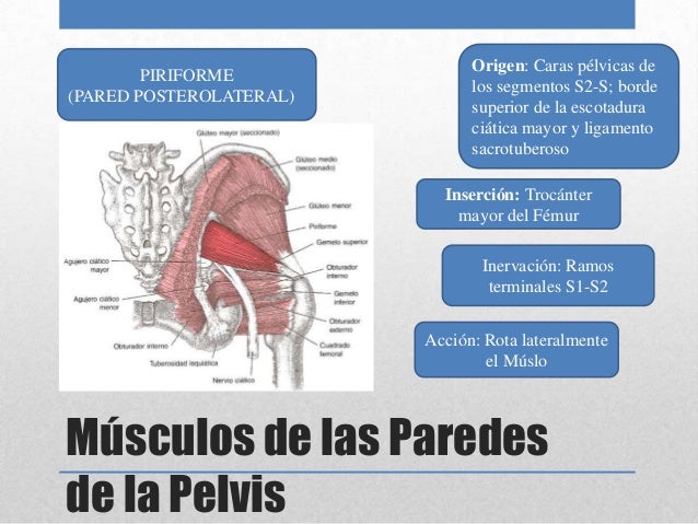 Cavidad Pélvica Paredes y suelo de la cavidad pélvica.
