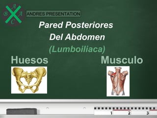 Your logo   ANDRES PRESENTATION

                Pared Posteriores
                  Del Abdomen
                  (Lumboiliaca)
   Huesos                         Musculo
 