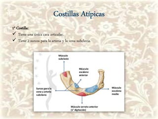 1° Costilla:
 Tiene una única cara articular.
 Tiene 2 surcos para la arteria y la vena subclavia.
 